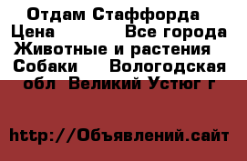 Отдам Стаффорда › Цена ­ 2 000 - Все города Животные и растения » Собаки   . Вологодская обл.,Великий Устюг г.